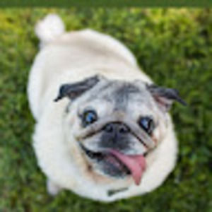 Meet your Posher, William